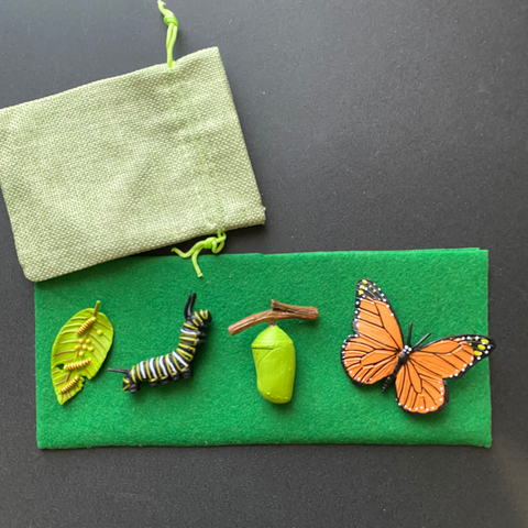 LIFE CYCLE OBJECTS (BUTTERFLY)